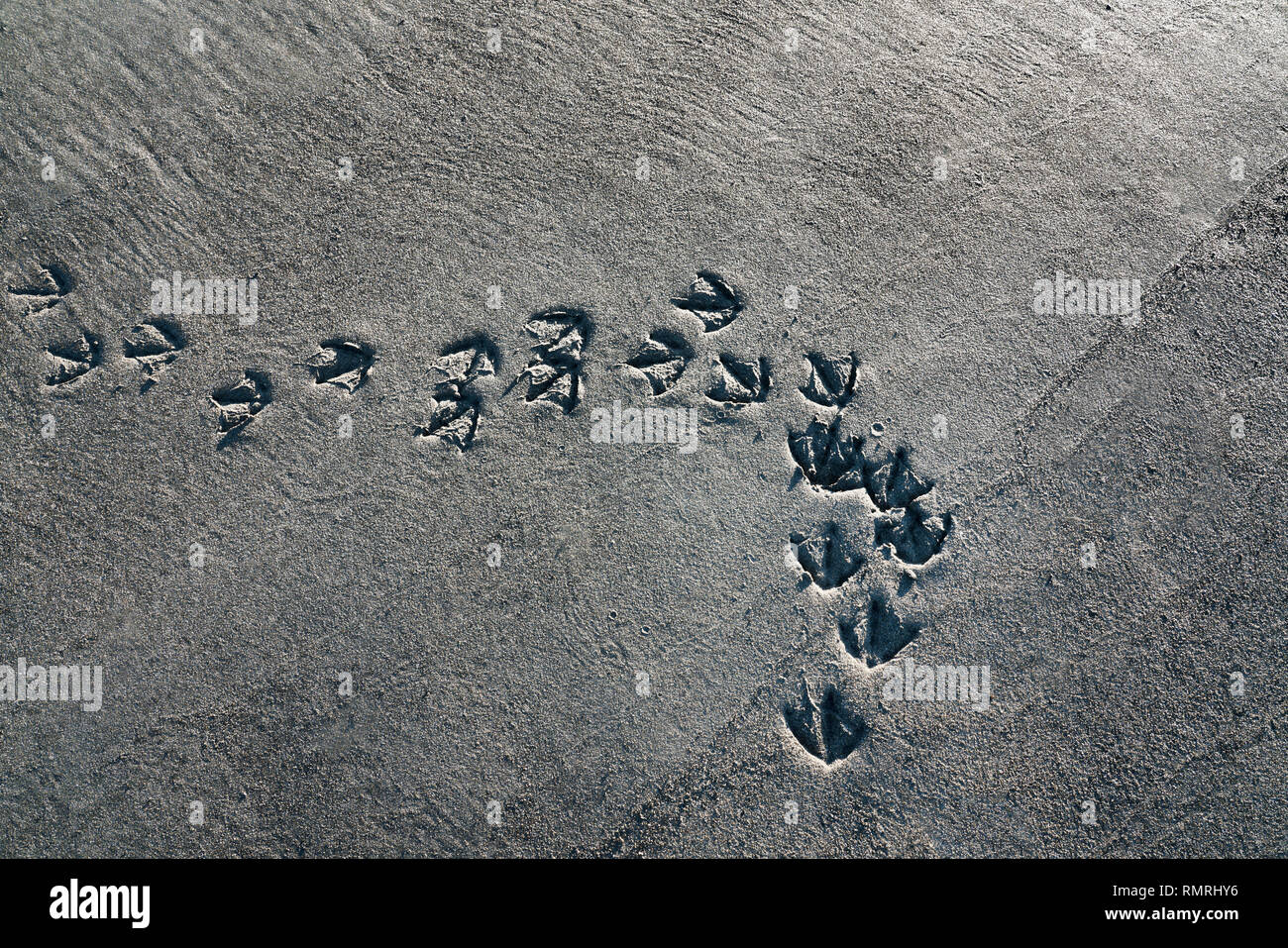 Wild Duck Kunstdrucke im Sand auf ein alaskischer Strand von oben. Stockfoto