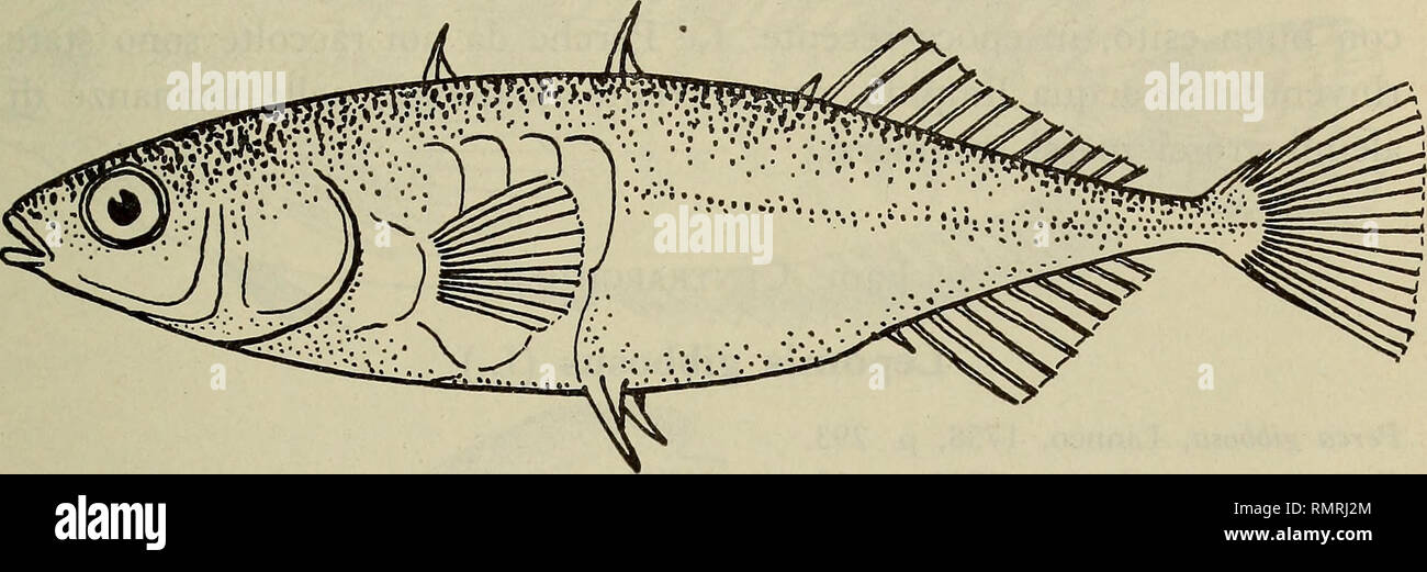 . Annali del Museo Civico di Storia Naturale Giacomo Doria. Natural History. PESCI D ACQUA DOLCE DELLA LIGURIA 165 Miar pescati sia nei Fiumi che in canali con Fr... comunicanti, in Acque limpide, profonde 50-100cm, calme o con leggera Corrente, in Mezzo a una vegetazione fitta. Solo nel Magra alcuni Spinarelli sono Stati raccolti in un'Ansa del Fiume dove l'acqua Ära bassissima (3-15 cm), priva di erbe, con Fondo sabbioso. Su questo stavano individui numerosi Giovani che non superavano ich 2 cm di Länge.. Abb. 5 - Gasterosteus aculeatus L.: 45 mm, fiume Vara. Nel mese di giugno nel fium Stockfoto