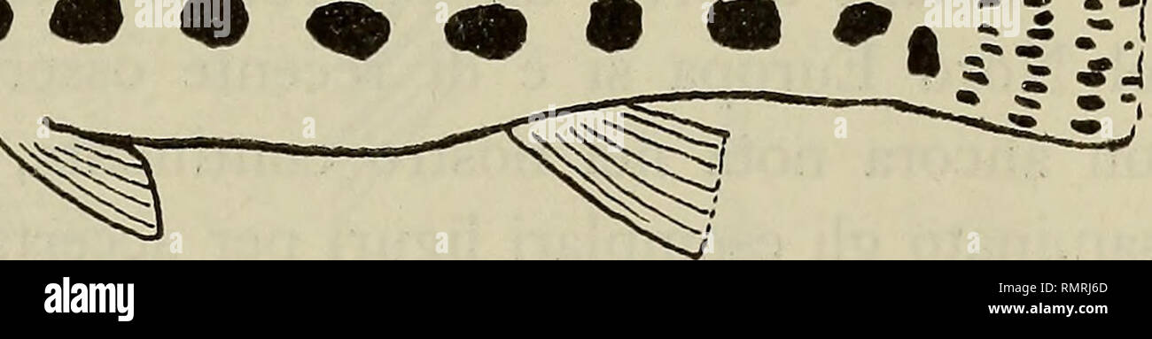 . Annali del Museo Civico di Storia Naturale Giacomo Doria. Natural History. Abb. 3-Cobitis taenia L. subsp : 63 mm, fiume Vara. sabbioso e fangoso, in der Aqua anche profonda ma ein corso Lento, oppure in piccoli stagni con vegetazione interna e ai margini. Solo Un individuo è stato pescato im Acqua corrente su Fondo ciottoloso. In base alla presenza di durch Macchie codali, Gli esemplari disponiamo di Cui, tutti quelli di altre Regioni italiane, non possono ve-nire riferiti alla forma nominale che ne possiede una sola (Bacescu 1961-62). Nelle acque Italiane abbiamo pertanto una o più Sotto Stockfoto