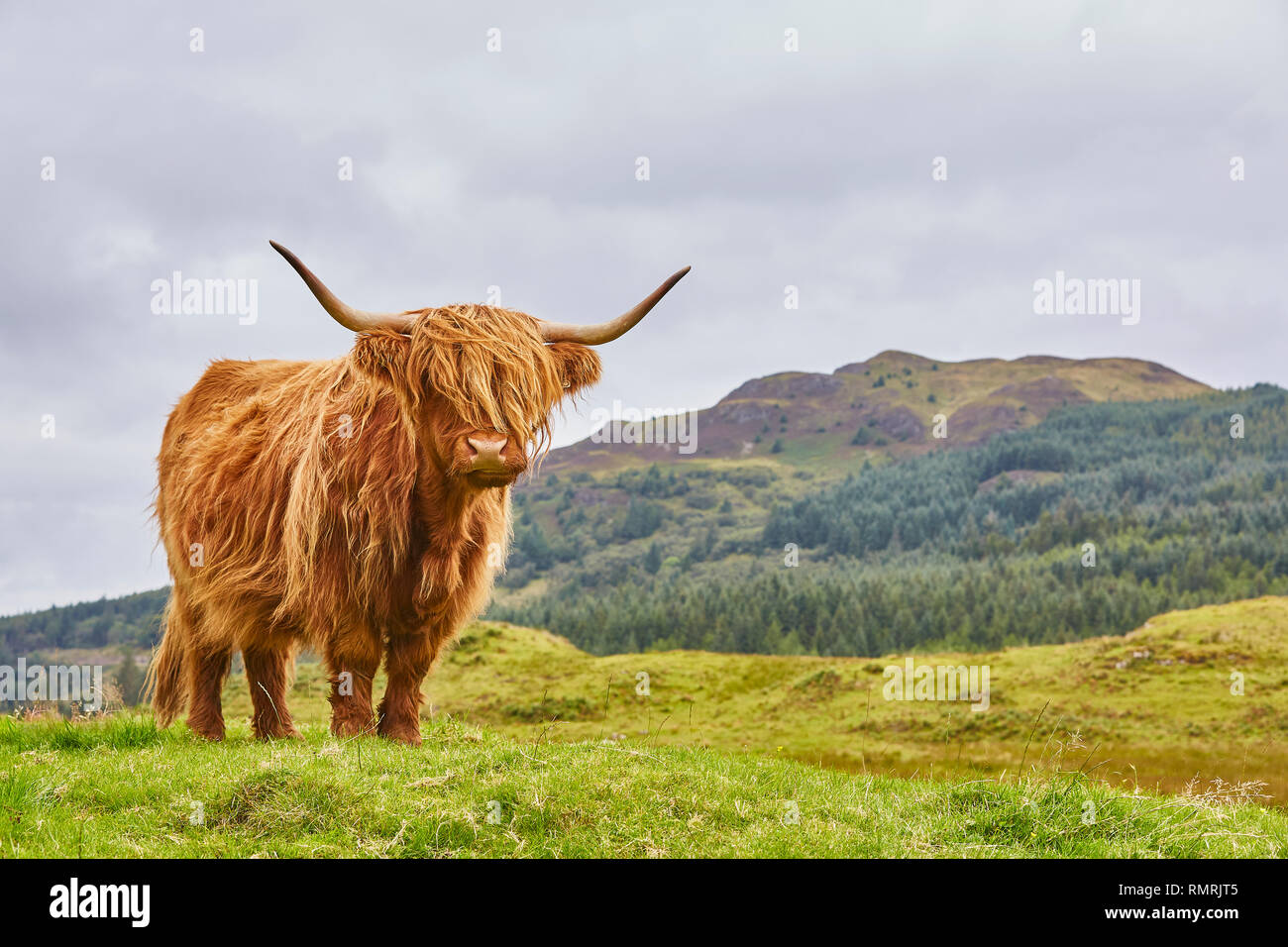 Ein Highland Kuh auf einem eigenen Stand in einem Feld in den Highlands von Schottland mit Hügeln in den Boden zurück, Schottland, Großbritannien Stockfoto