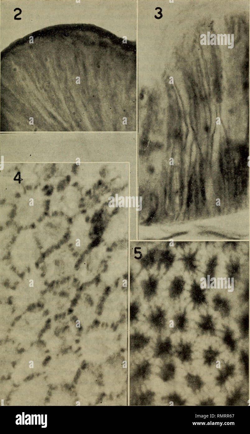 . Annali del Museo Civico di Storia Naturale Giacomo Doria. Natural History. RICERCHE ISTOCHIMICHE, ECC. 253. Bitte beachten Sie, dass diese Bilder sind von der gescannten Seite Bilder, die digital für die Lesbarkeit verbessert haben mögen - Färbung und Aussehen dieser Abbildungen können nicht perfekt dem Original ähneln. extrahiert. Museo Civico di Storia Naturale Giacomo Doria (Genua, Italien). Genua: Stab.tipo-litografico S. Pellas Fu L. Stockfoto