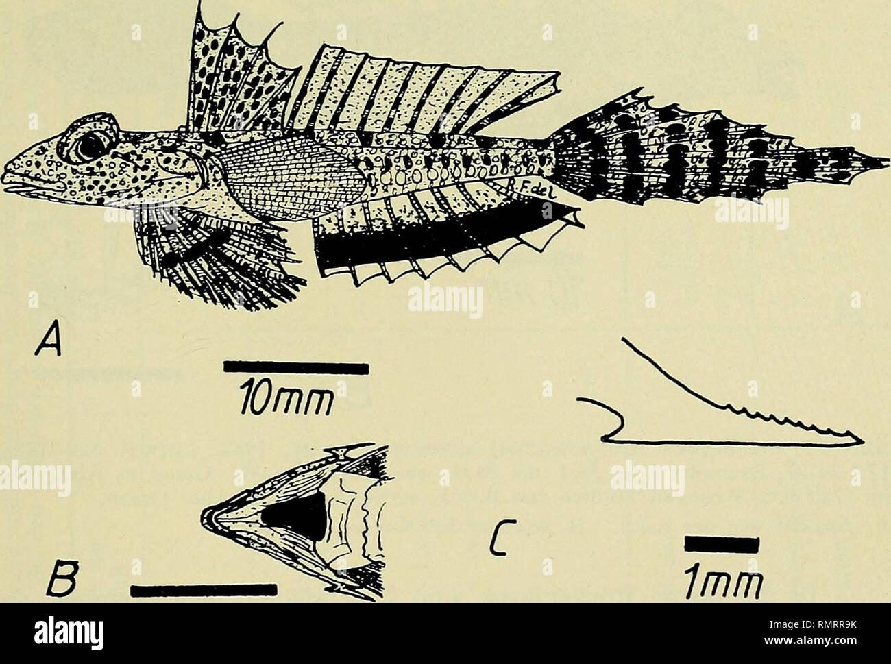 Callionymus calliurichthys Fotos und Bildmaterial in hoher Auflösung