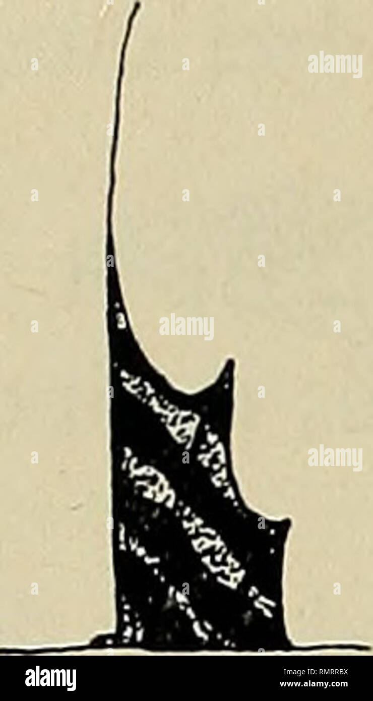 . Annali del Museo Civico di Storia Naturale Giacomo Doria. Natural History. 76 R. FRICKE. B5") 5 mm D: 63,7 mm StdL 1*,1 mm4o, 9 mm. 34,7 mm3o, 7 mm 26,1 mm 9? 5 mm / / / c M StdL: 53,7 mm 47,5 mm 46,9 mm 44,3 mm 42,7 mm 38,6 mm 36,8 mm Bl. 6: Entwicklung der ersten Rùckenfìosse bei Callionymus hindsi Richardson, 1844 a) Entwicklung beim mànnlichen Exemplar lacmnh Nr. 38129-20, Expl. 1, d1 63,7 mm StdL A. erste Rùckenfìosse lacmnh Nr. 38308-1, Expl. 5, 6 44,1 mm StdL B. erste Rùckenfìosse desgl., Expl. 7, ó 40,9 mm StdL C. erste Rùckenfìosse desgl., Expl. 10, ó 34,7 mm StdL D. erste Stockfoto