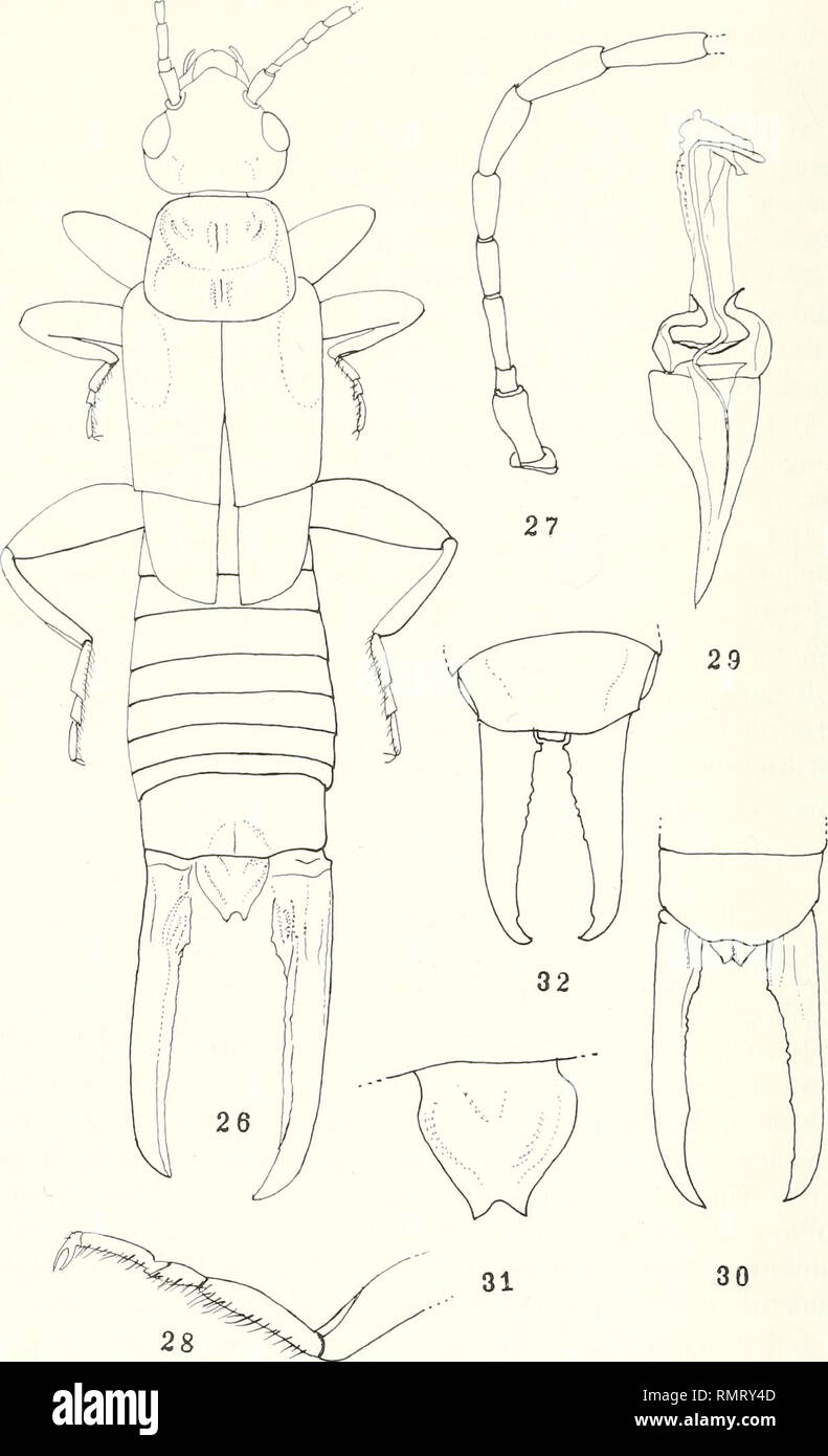 . Annali del Museo Civico di Storia Naturale Giacomo Doria. Natural History. 234 G.K. SRIVASTAVA. Abbn. 26-32: Spongovostox semiflavus (bormans), geben Sie &Lt;J; 26) Dorsalansicht; 27) Antennal Segmente; 28) Hind Tarsus; 29) Genitalien; 30) Vorletzten sternite und Pinzetten; 31) Pygidium vergrößert; $; 32) Ultimative tergite und Pinzetten. Bitte beachten Sie, dass diese Bilder sind von der gescannten Seite Bilder, die digital für die Lesbarkeit verbessert haben mögen - Färbung und Aussehen dieser Abbildungen können nicht perfekt dem Original ähneln. extrahiert. Museo Civico di Storia Naturale Giacomo Doria (Gen Stockfoto