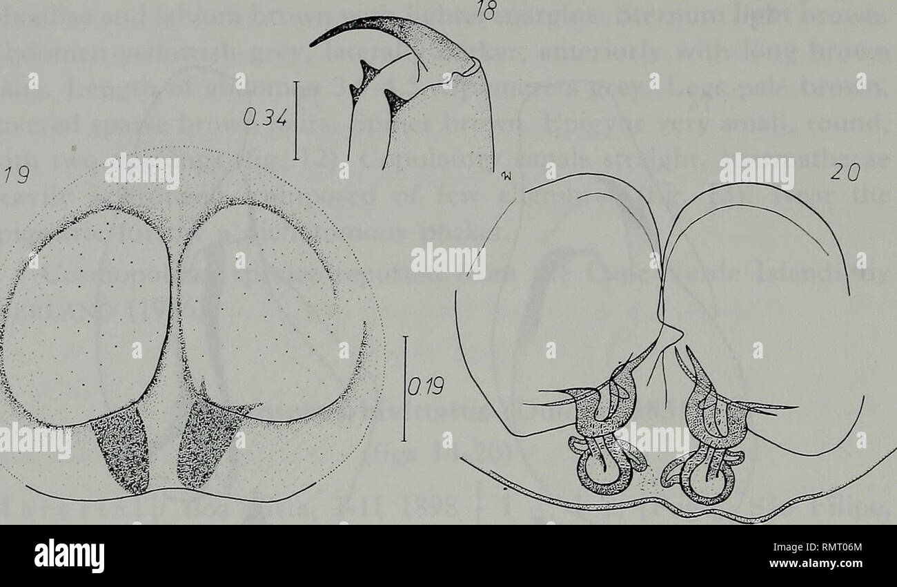 . Annali del Museo Civico di Storia Naturale Giacomo Doria. Natural History. 270 W. WESOJXWSKA. Feigen 18-20. Menemerus bivittatus: 18-retrolateralen Scopula der Gebiss, 19-20 - epigyne und seine interne Struktur. Bitte beachten Sie, dass diese Bilder sind von der gescannten Seite Bilder, die digital für die Lesbarkeit verbessert haben mögen - Färbung und Aussehen dieser Abbildungen können nicht perfekt dem Original ähneln. extrahiert. Museo Civico di Storia Naturale Giacomo Doria (Genua, Italien). Genua: Stab.tipo-litografico S. Pellas Fu L. Stockfoto