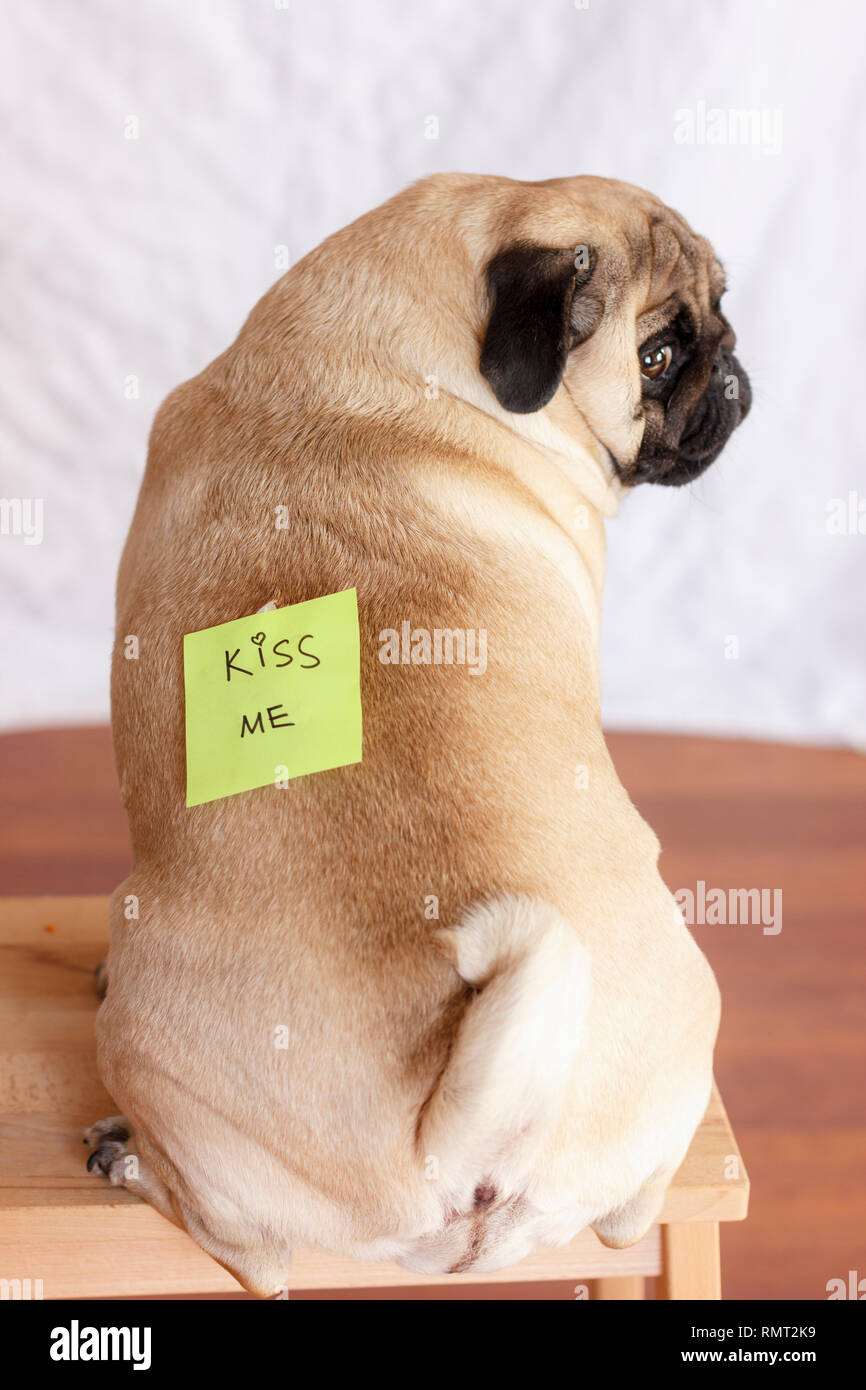 1 April Fool's Day. Lustig Hund mit Witz Aufkleber auf dem Rücken  Stockfotografie - Alamy