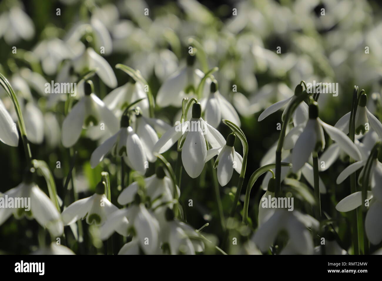 Die Ersten Schneeglockchen Fruhlingsblumen Bluhen Ab Januar