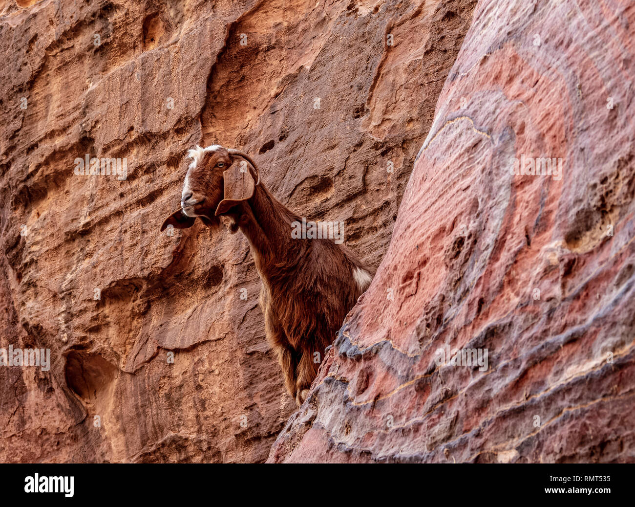 Ziege in Petra, Ma'an Governorate, Jordanien Stockfoto