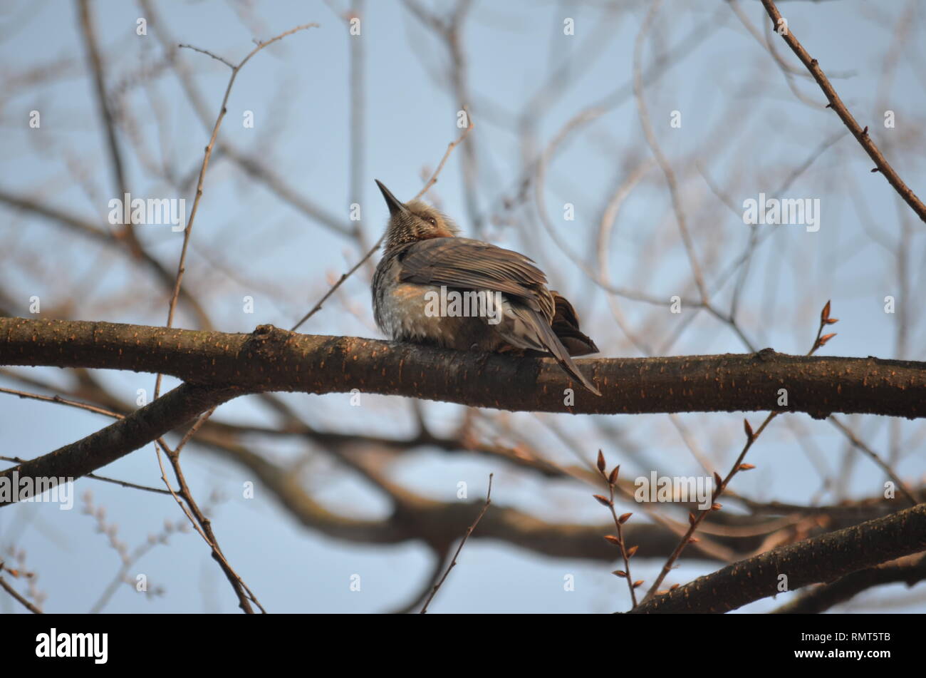 Braun EARED BULBUL HYPSIPETES AMAUROTIS braune Vogel (3) Stockfoto