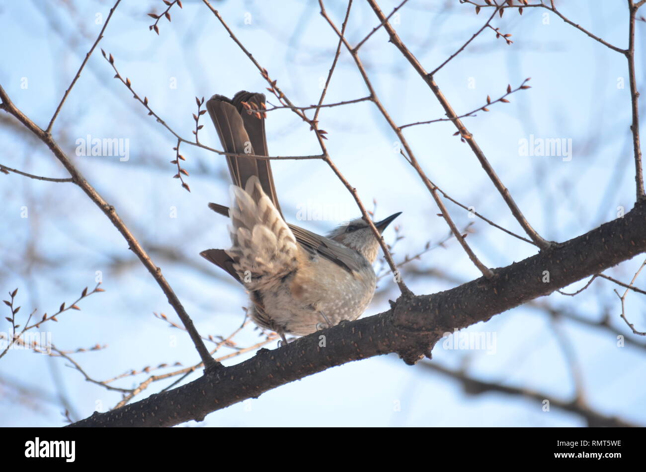 Braun EARED BULBUL HYPSIPETES AMAUROTIS braune Vogel (3) Stockfoto