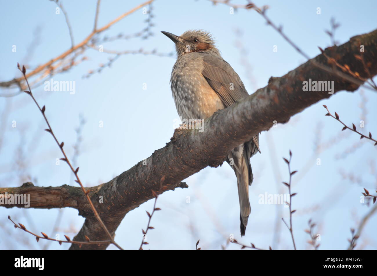 Braun EARED BULBUL HYPSIPETES AMAUROTIS braune Vogel (3) Stockfoto