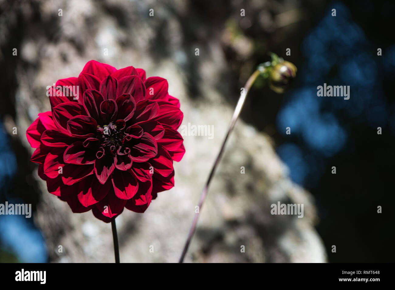 Schöne Carmine (Dunkelrot) Arabische Nacht Dahlie oder dekorative Dahlie auf einem Garten. Mit sanften Bewegungen unter dem Summer Breeze. Stockfoto