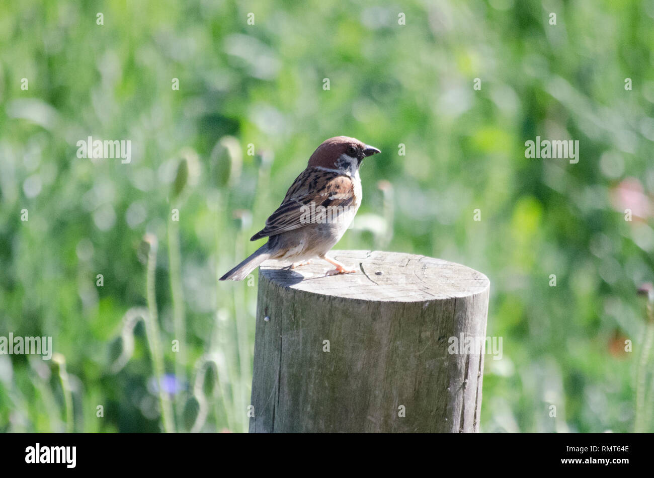 Italienische CISALPINE SPARROW PASSER ITALIAE BRAUNE VOGEL THRONT AUF HOLZ IM GRÜNEN GRAS FELD Stockfoto