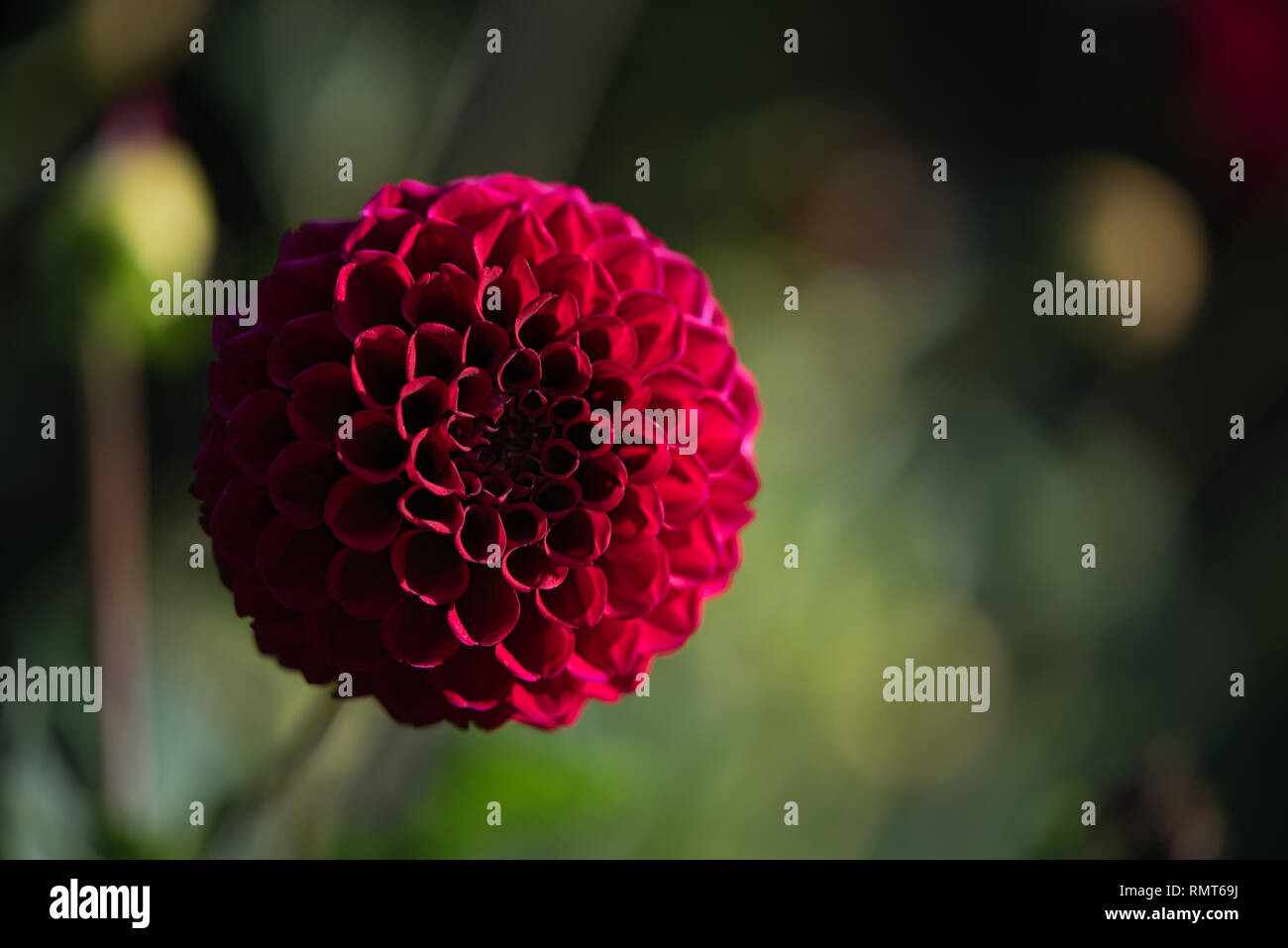 In der Nähe von einem schönen Carmine (Dunkelrot) Dahlia Pom Pom oder Ball Dahlie auf einem Garten. Mit sanften Bewegungen unter dem Summer Breeze während der Goldenen Stunde. Stockfoto