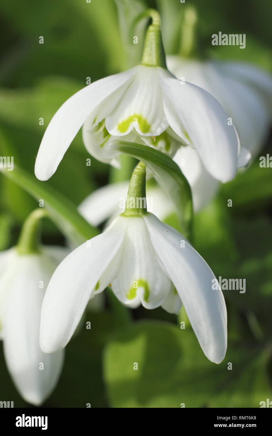 Galanthus nivalis f. pleniflorus 'Flore Pleno'. Gefüllte Blüten von 'Flore Pleno' Snowdrop offenbart Leser/Betrachter, England, UK. Hauptversammlung Stockfoto