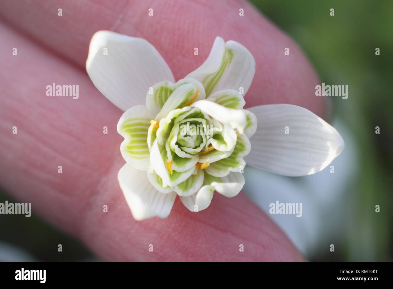 Galanthus nivalis f. pleniflorus 'Flore Pleno'. Gefüllte Blüten von 'Flore Pleno' Snowdrop offenbart Leser/Betrachter, England, UK. Hauptversammlung Stockfoto