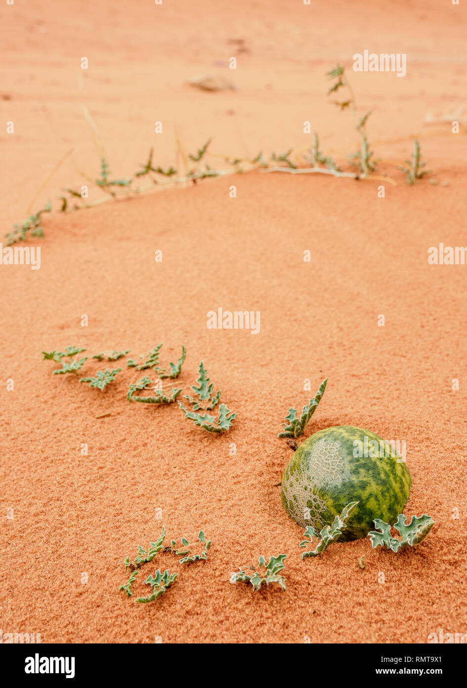 Al Handal, Bitter Apple (Citrullus colocynthis), Wadi Rum, Aqaba Governorate, Jordanien Stockfoto