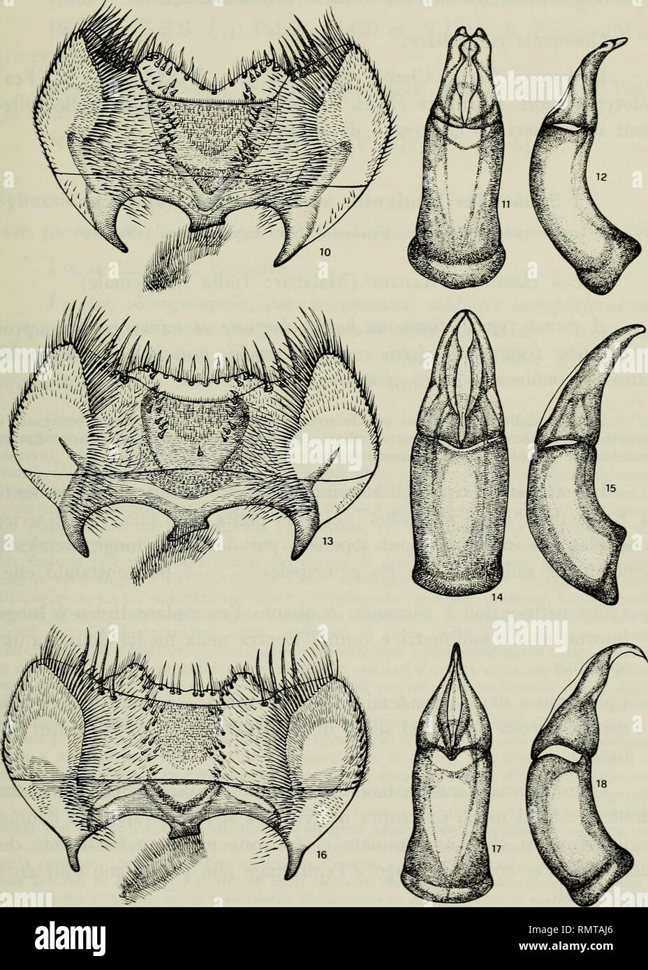 Epifaringe Fotos und Bildmaterial in hoher Auflösung Alamy