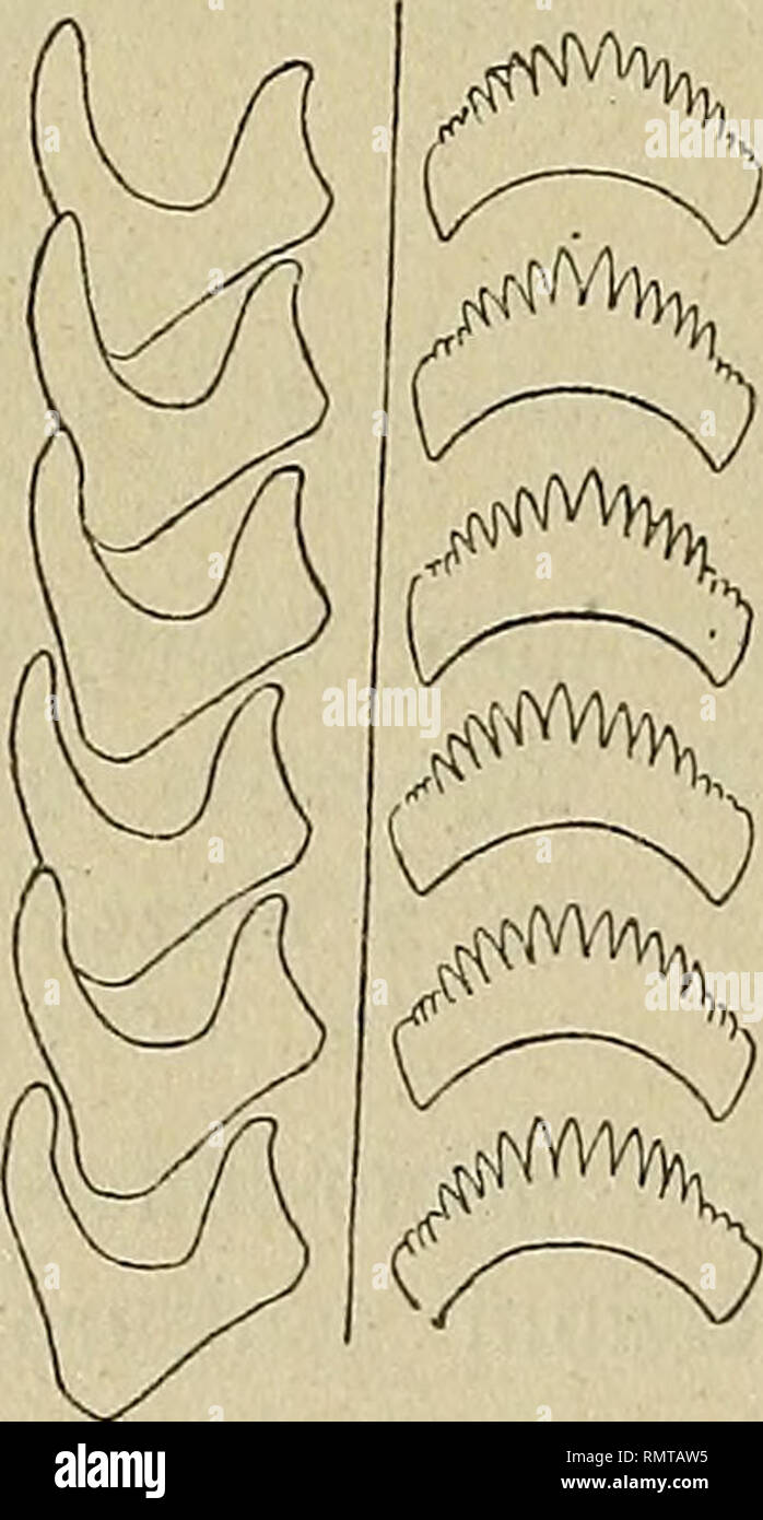 . Annali del Museo Civico di Storia Naturale Giacomo Doria. Natural History. 58 J. BISACCHI IX^ assariiis (Telasco) thaiimasivis (sturany). Nassa thaumasia Sturany, Denkschr. Kais. Akadeni. Wissensch. Wien, 1904, LXXIV, Pag 222, Tav. II, Abb. 7 a-b, 8 a-b. Suez (ventiter esemplari conservati in formalina, L. nicht, 13-X-1923). Ist. Nocra nell'Arcipelago di Dahalac (un esemplare pescato col gangano ein so m. profondità da Cassanello com. della R.N. "Rapido", 6-IV-1892). Sono dolente che l'indurimento prodotto nei tessuti dell'ani - männliche Dal liquido conservatore, resistente anche ai Comuni ma Stockfoto