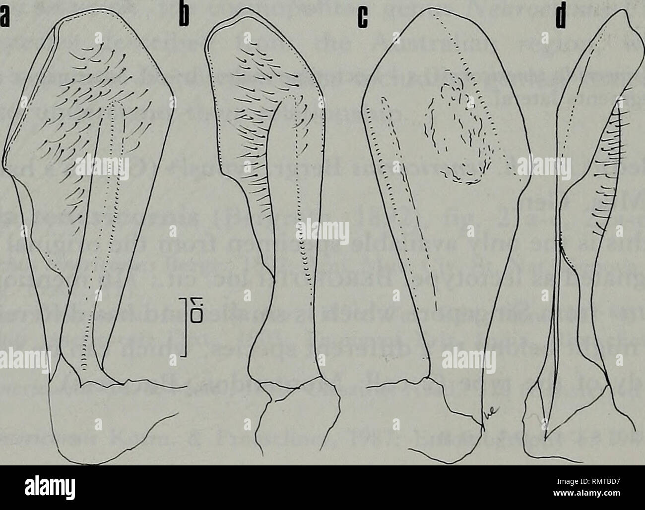 . Annali del Museo Civico di Storia Naturale Giacomo Doria. Natural History. 368 Kopf: länger als breit über Augen (55/47). Über clypeus Genae projizieren, zusammenhängenden vorher, der apices abgerundet und Verlassen eine kleine Kerbe zwischen Ihnen, fast Spitze der antennal Segment I Antenniferous Tuberkel vorher divergierenden, subakute. Postocular tuberkel deutlich, spiniform, über seitlichen Rand der Augen, Apex subakute. Tribüne etwas länger als Leiter, die sich aus einem Schlitz - wie Atrium. Antennen schlank, 1,95 mal so lang wie die Breite des Kopfes, relative Länge der Segmente I: II: III: IV = 25:25: Stockfoto