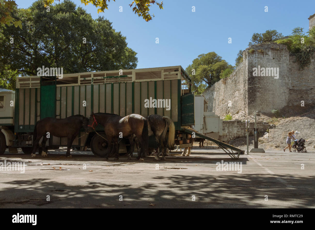 Pferde Picadors" in Boulevard Emile Combes unter der Stadtmauern der Provinzstadt von Arles, im Süden von Frankreich. Stockfoto