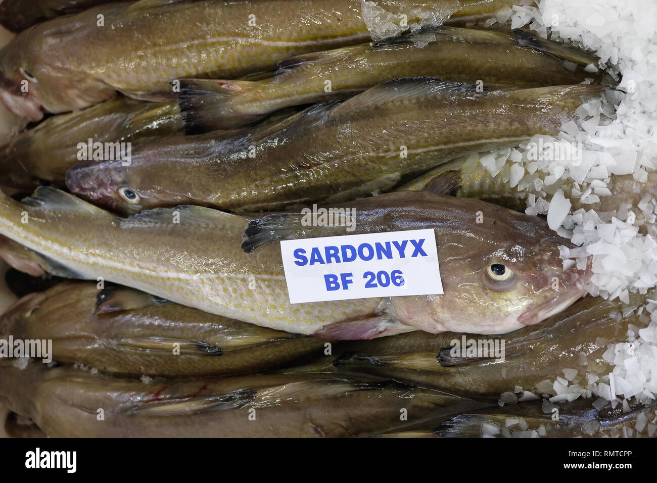 Frischer Fisch, frisch gefangenen und für den Verkauf in Fraserburgh, Aberdeenshire, Schottland Stockfoto