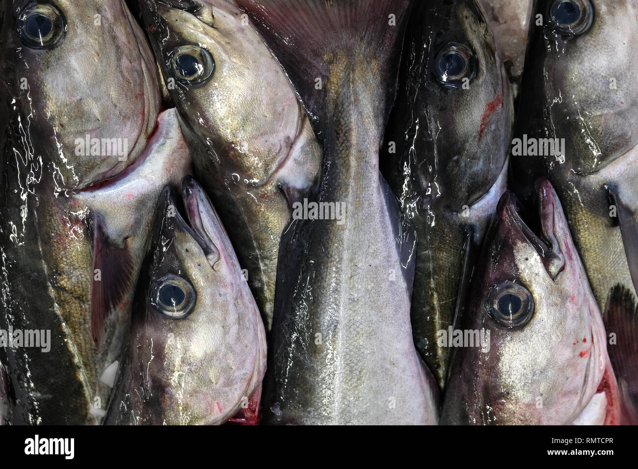 Makrele Fisch, frisch gefangenen und für den Verkauf in Fraserburgh, Aberdeenshire, Schottland Stockfoto