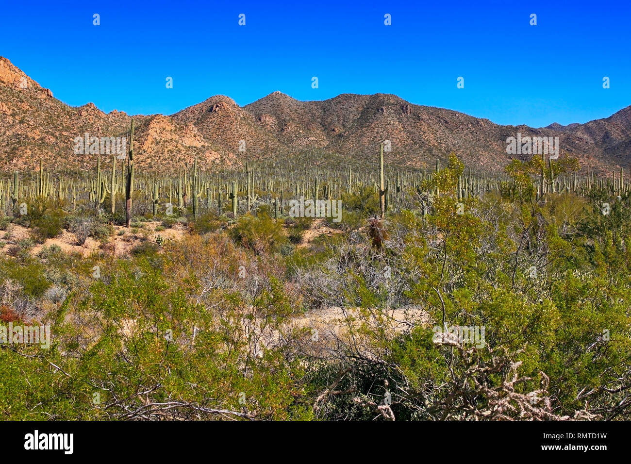Ansicht der Sonora Wüste etwas außerhalb von Tucson in Arizona Stockfoto