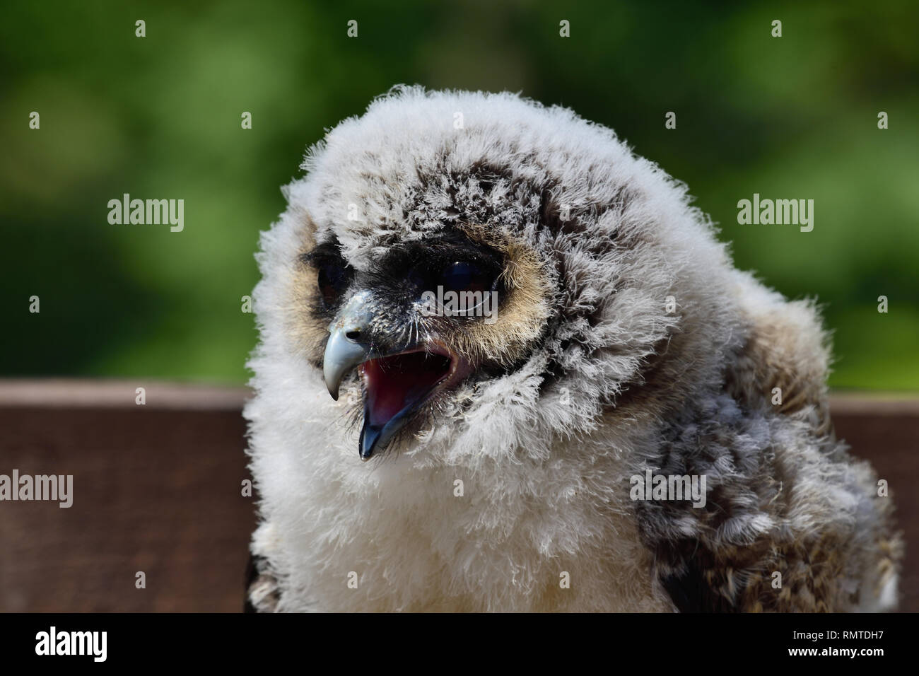 Nahaufnahme, Porträt eines Babys, braunes Holz Eule (Strix leptogrammica) Stockfoto