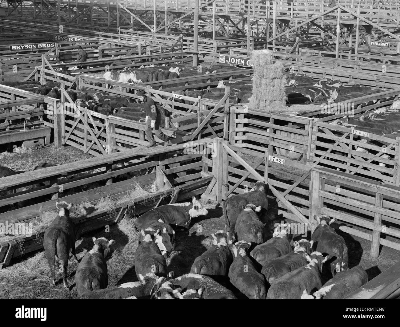 Stockyards, South Omaha, Nebraska, USA, John Vachon, Farm Security Administration, November 1938 Stockfoto