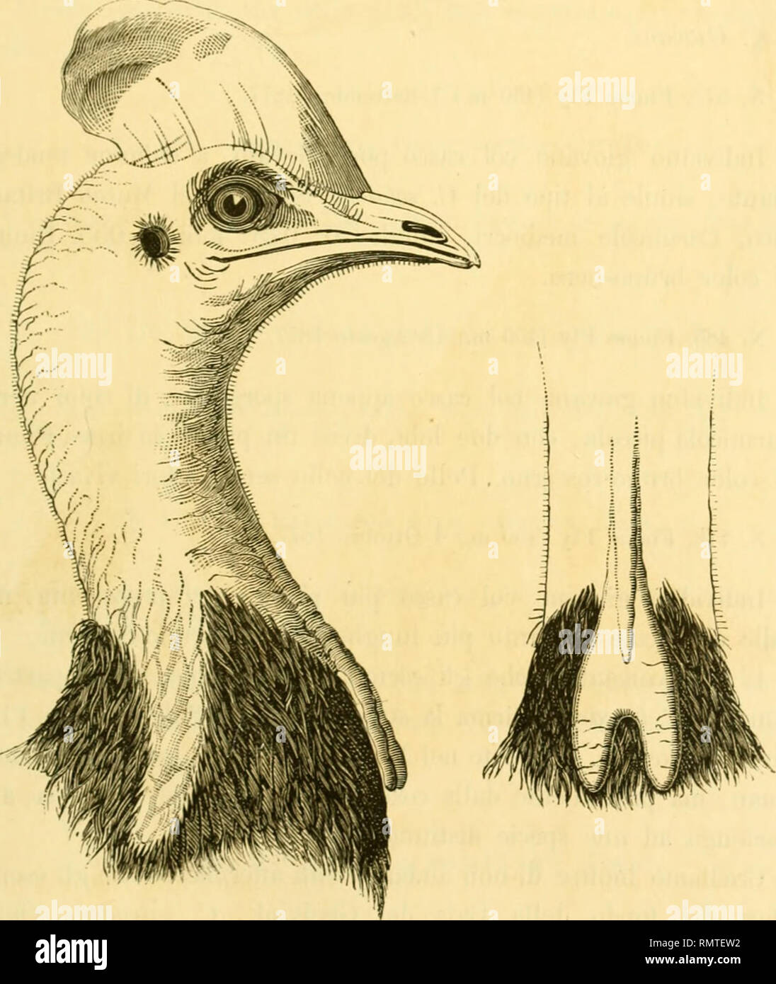 . Annali del Museo Civico di Storia Naturale di Genova. Natural History -- Zeitschriften. UCCELLI DELLA NUOVA GUINEA 143 "Casco presso la Fronte e sul culmino Nero; lateralmente all'innanzi verdognolo, posteriormente Farbe suola; becco Nero; Base della mandibola con una stria Gialla che si estende sui Lati della Testa e Termina di Farbe rossiccio; occhi Farbe castagno; occipite Celeste chiaro; cervice Rossa superiormente, Arancio in-feriormente; Lati del Collo inferiormente vinacei; Collo anterior-mente Azzurro; caruncole bianco - rosee; piedi plumbei, traenti Al verdognolo". (IfA) Caruncola Stockfoto