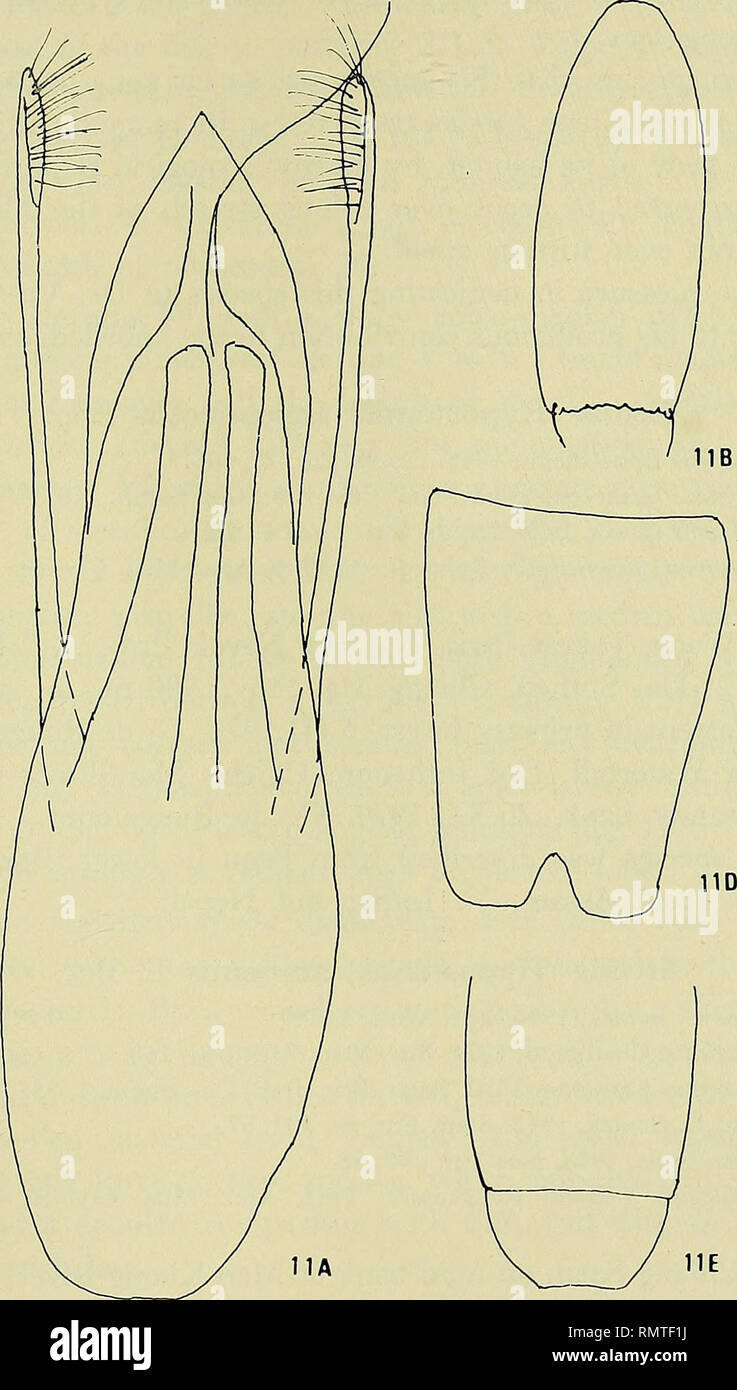 . Annali del Museo Civico di Storia Naturale Giacomo Doria. Natural History. STENINAE AUS THAILAND 369 weiblich: valvifer denticulate, ohne apico - seitliche Zahn. S Holotyp, 7 SS, 11?? Paratypen: Ufer des Flusses Mae Khong (Mekong) in Chiang Saen, in feinen Schmutz unter Büschen auf Schlamm Fluss, 5.III.1979, G. de Rougemont; 3 SS, 1? Paratypen: Ebd., 29.XII. 1979, G. de Rougemont.. Abb. 11:Stenus puthzianus n. sp. - A: aedeagus; B: Männlich 9 sternite; D: Männlich 8 sternite; E: 9. und 10 tergite. Ann.del Civ. Mus. di St. Nat., Bd. LXXXIII 24. Bitte beachten Sie, dass diese Bilder extrahiert werden fro Stockfoto