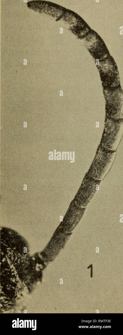 . Annali del Museo Civico di Storia Naturale Giacomo Doria. Natural History. NUOVA SPECIE DI MERIA, ECC. 319. Bitte beachten Sie, dass diese Bilder sind von der gescannten Seite Bilder, die digital für die Lesbarkeit verbessert haben mögen - Färbung und Aussehen dieser Abbildungen können nicht perfekt dem Original ähneln. extrahiert. Museo Civico di Storia Naturale Giacomo Doria (Genua, Italien). Genua: Stab.tipo-litografico S. Pellas Fu L. Stockfoto