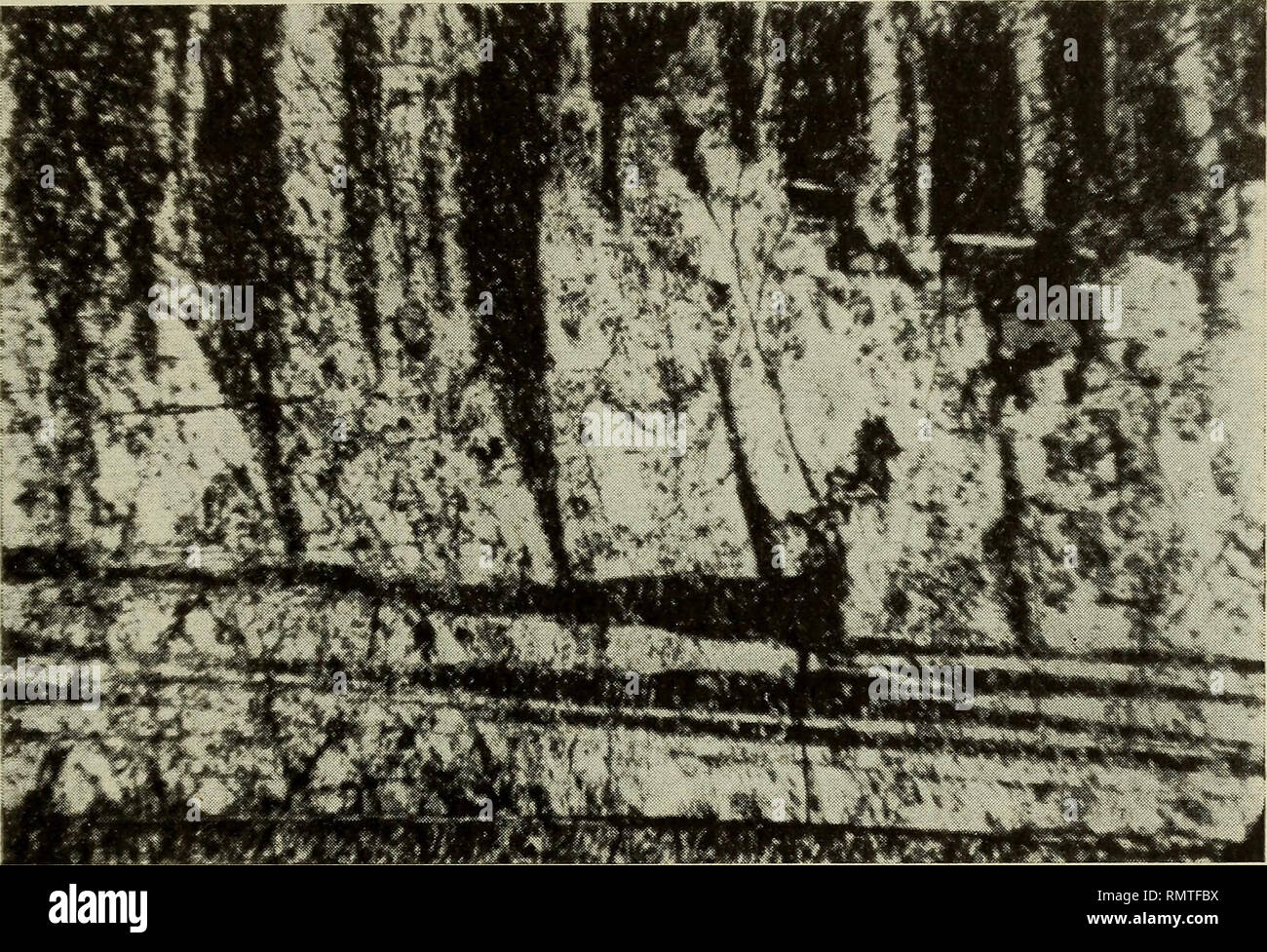 . Annali del Museo Civico di Storia Naturale Giacomo Doria. Natural History. OFIOLITI DELL APPENNINO LIGURE 301 fondamente Hanno interessato sia le Rocce peridotitiche Che ich gabbri, ed auch per il fatto che rappresentano Le ultime manifestazioni magmatiche del Ciclo ofiolitico, il Loro esame Porta notevole contributo alla conoscenza delle differenziazioni avvenute nell'ambito delle stesse ofioliti. Kommen ho già detto Ich diabasi Sono presenti sia Sotto forma di Kissen, sia Sotto forma di Rocce massicce, sia Sotto forma di filoni che attraver -. Abb. 43-Gabbro di Val Cravegnola. Plagioclasi m Stockfoto