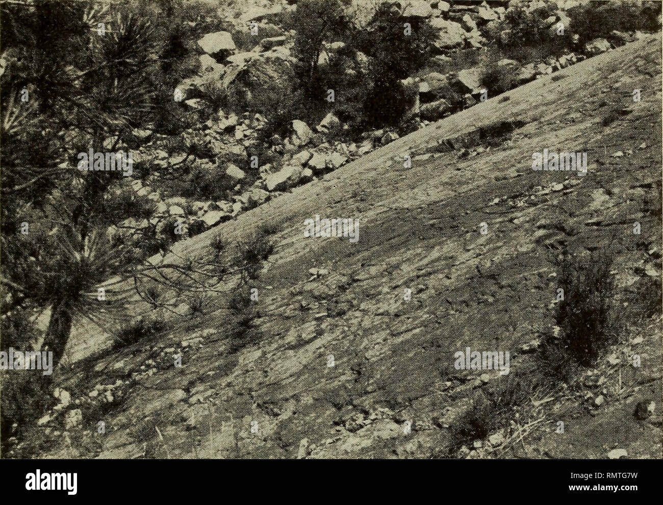 . Annali del Museo Civico di Storia Naturale Giacomo Doria. Natural History. OFIOLITI DELL APPENNINO LIGURE 251 pici della Zona. Pro quanto l'assetto delle ofioliti nella Riviera di Levante disturbato appaia Ben più di quello del ponente, e Non si Possa in alcun Caso riconoscere un Quadro dei rapporti Tra le stesse ofioliti della Chia-rezza di quello descritto pro la Riviera occidentale, anche qui gli Affio - ramenti possono essere riuniti in Gruppi che almeno presentano Topo-. Abb. 8 - Piano di faglia nelle Serpentine di Pria Scugente presso Monte Ramazzo. graficamente unitarietà caratteri di Stockfoto