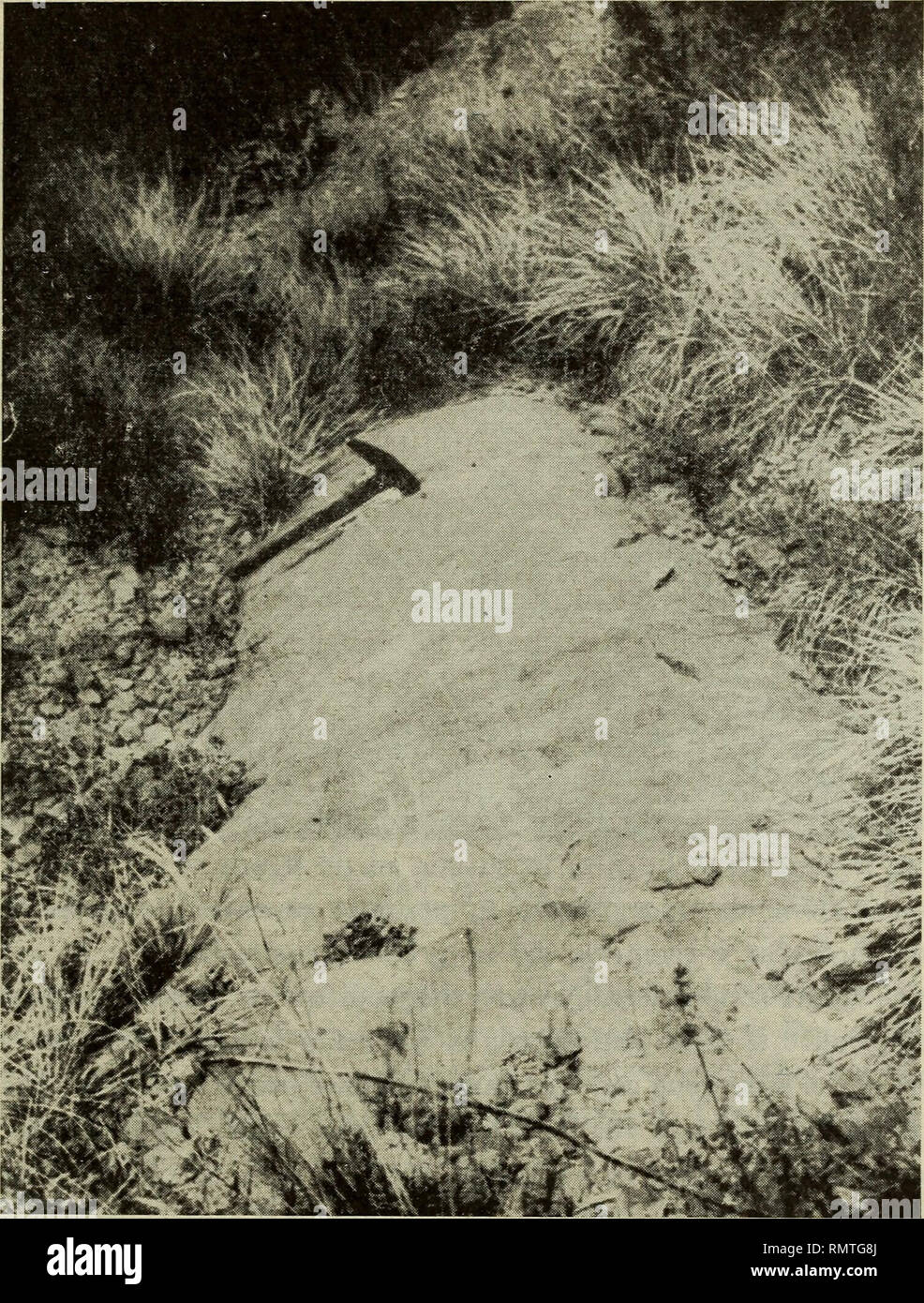 . Annali del Museo Civico di Storia Naturale Giacomo Doria. Natural History. OFIOLITI DELL APPENNINO LIGURE 249 Di faglia indicato tavolette Sulle al 25.000 con Il Nome di" pria Scugente" (Pietra scivolosa) rappresentato Dalla fotografia della Abb. 8. Infatti nel Monte Figogna più a Nord scompaiono le Serpentine e si ritrovano Solo. Abb. 7 - Bellissimo Beispiel di Camino diabasico colonnare affiorante Tra le Serpentine nella Valle del torrente Cassinelle, all'altezza di Bric-La Bianca. diabasi con Kissen sul versante Orientale del Monte ove Sono begleitet gnati da un ridotto Banco di diaspro Stockfoto