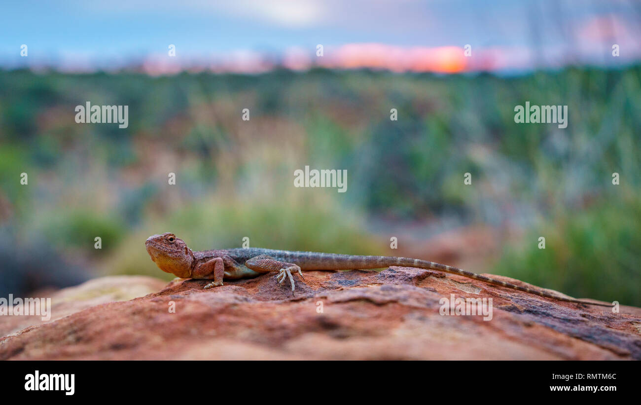 Porträt einer Eidechse in den Sonnenuntergang von Kings Canyon, Northern Territory, Australien Stockfoto