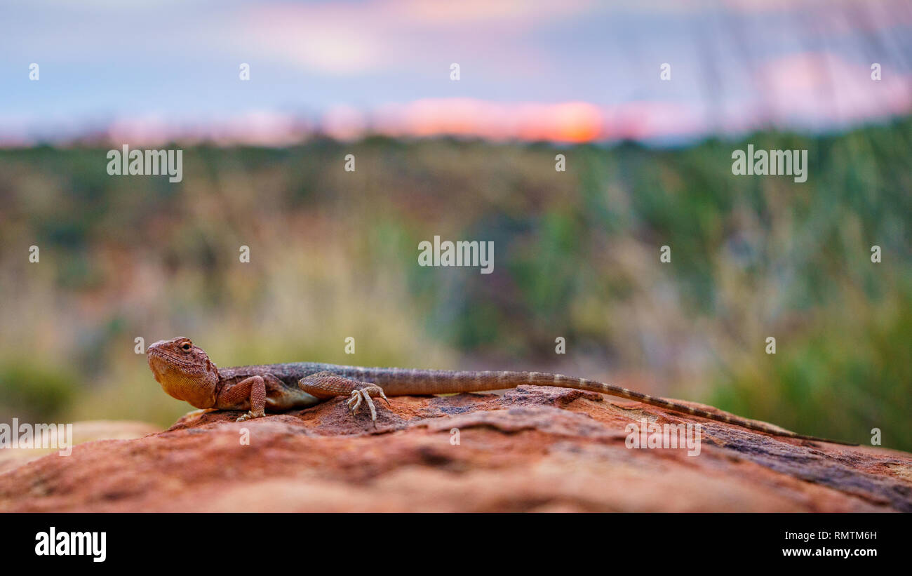 Porträt einer Eidechse in den Sonnenuntergang von Kings Canyon, Northern Territory, Australien Stockfoto