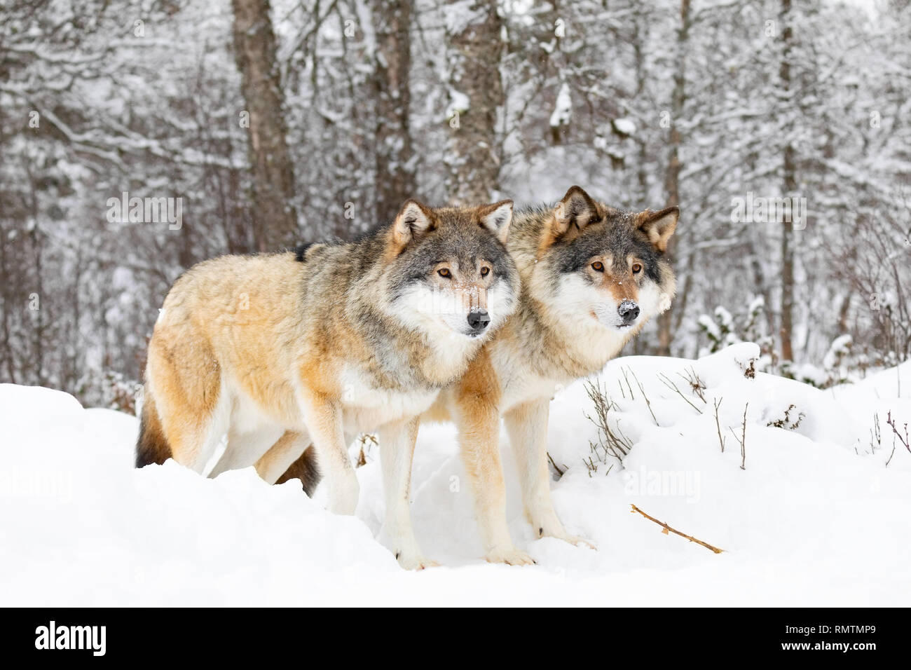 Zwei prächtige Wölfe Wolf Pack in kaltem Winter Forest Stockfoto