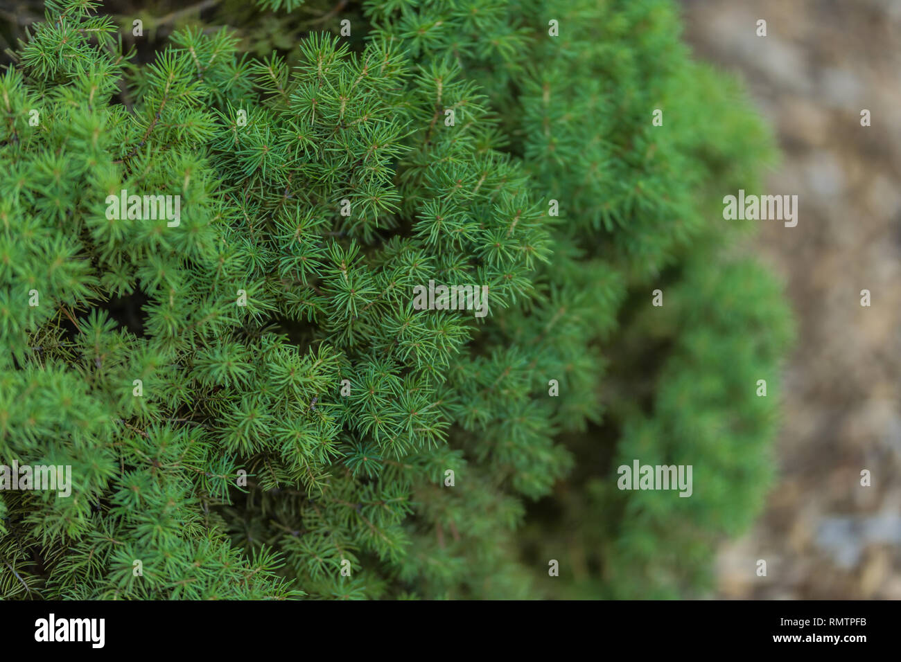 Vibrant Green Pine Needles auf kleinen Baum oder Busch Stockfoto