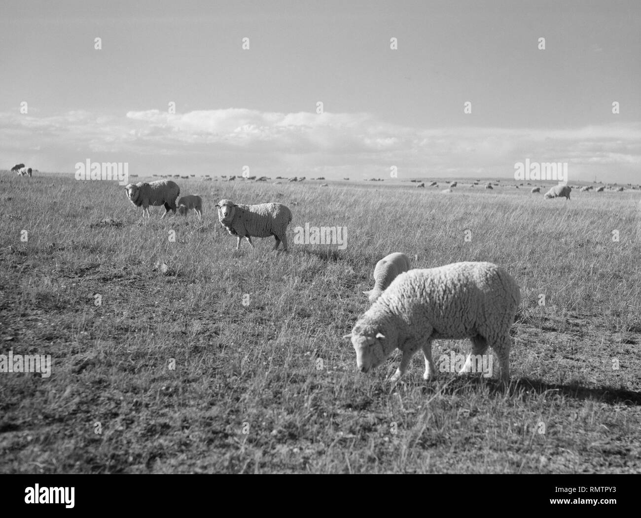 Schafe weiden, Pennington County, South Dakota, USA, Arthur Rothstein, Farm Security Administration, Mai 1936 Stockfoto