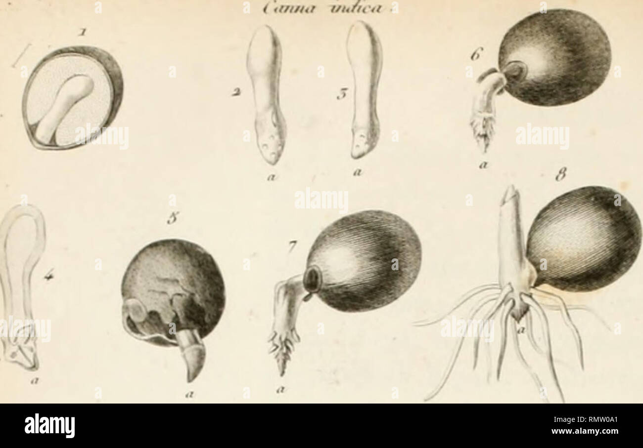 . Annales du Muséum national d'histoire naturelle. t.///// "/t/t. r/t/t. Pontederùt sp.? , I6' 0 7/;/&lt;/&lt;: RR // // // / 7 t'/t 't'-Af?. Bitte beachten Sie, dass diese Bilder sind von der gescannten Seite Bilder, die digital für die Lesbarkeit verbessert haben mögen - Färbung und Aussehen dieser Abbildungen können nicht perfekt dem Original ähneln. extrahiert. Muséum d'Histoire Naturelle (Paris). Paris Stockfoto