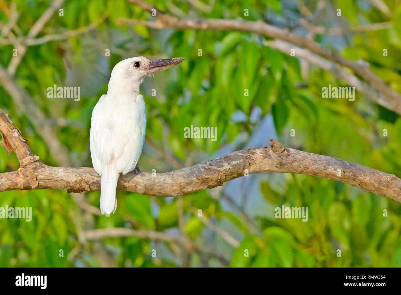 Leucistic collared Eisvogel, Todiramphus chloris, seltene Arten, sitzen auf den offenen Barsch, sundarban Tiger Reserve, West Bengal, Indien Stockfoto