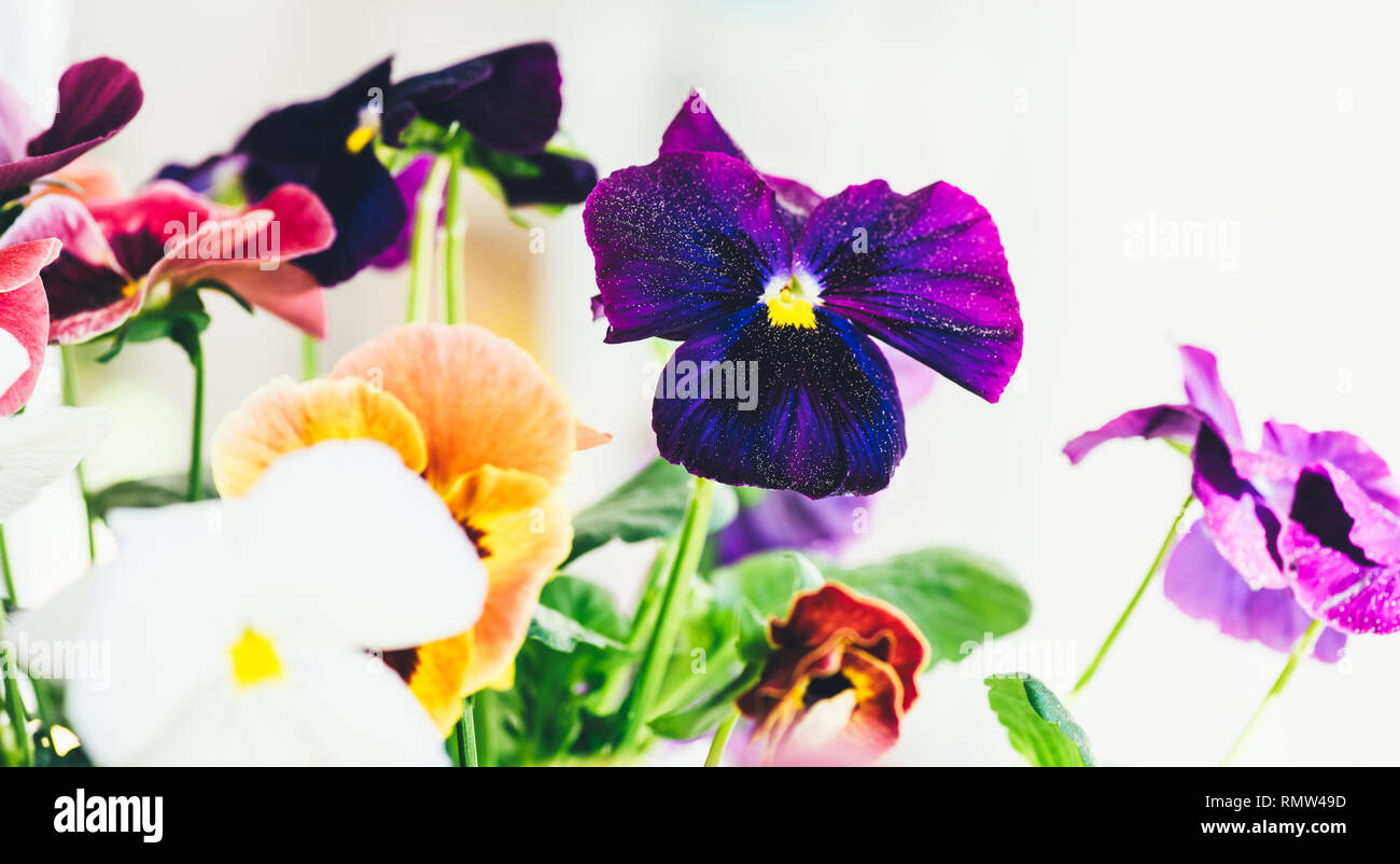 Viola Pflanze auf dem Balkon in der Violetten Familie Violaceae