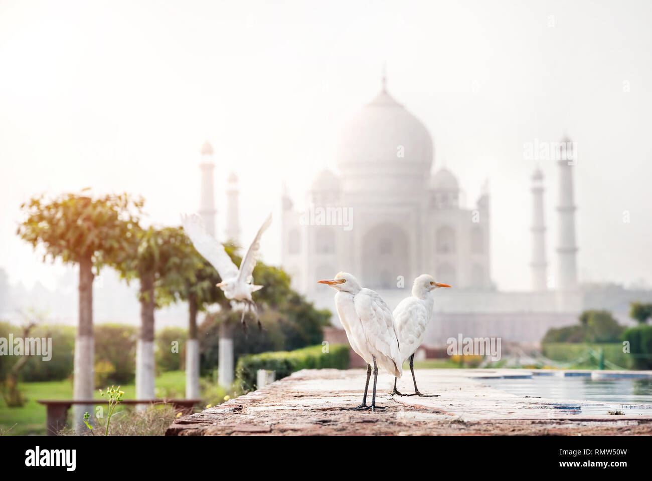 Weißen Reiher in der mehtab Bagh Garten mit Taj Mahal in Agra, Uttar Pradesh, Indien Stockfoto