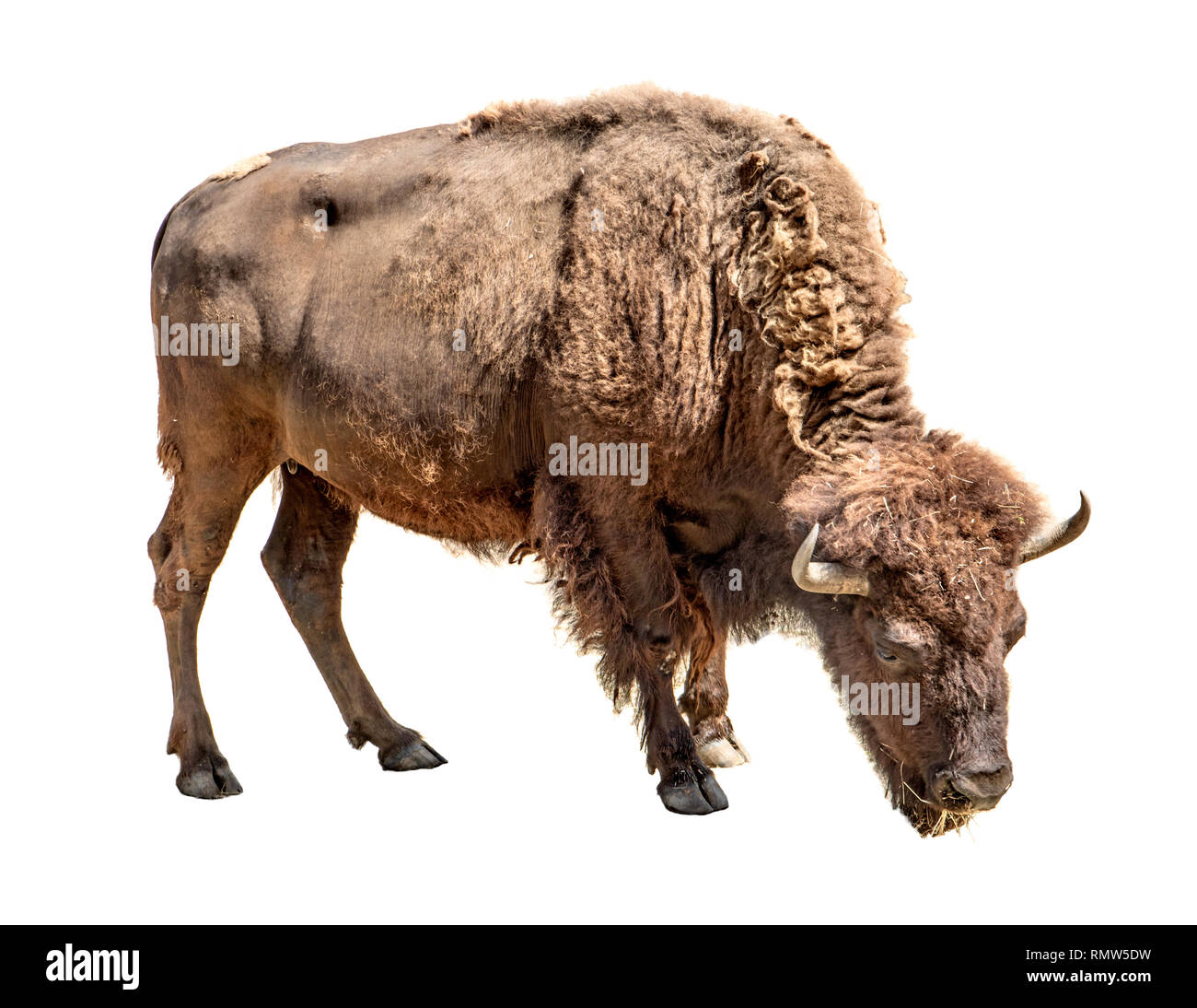 Bison isoliert auf weißem Hintergrund Stockfoto