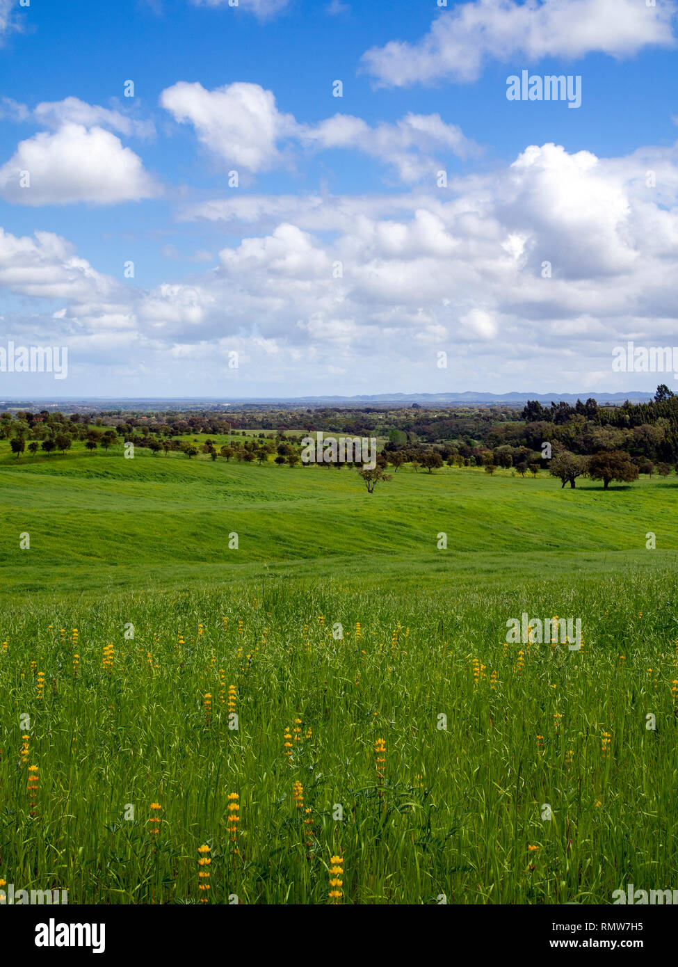 Landwirtschaftliche Flächen zwischen Vale Seco und Cercal do Alentejo in der Provinz Alentejo, Portugal. Stockfoto