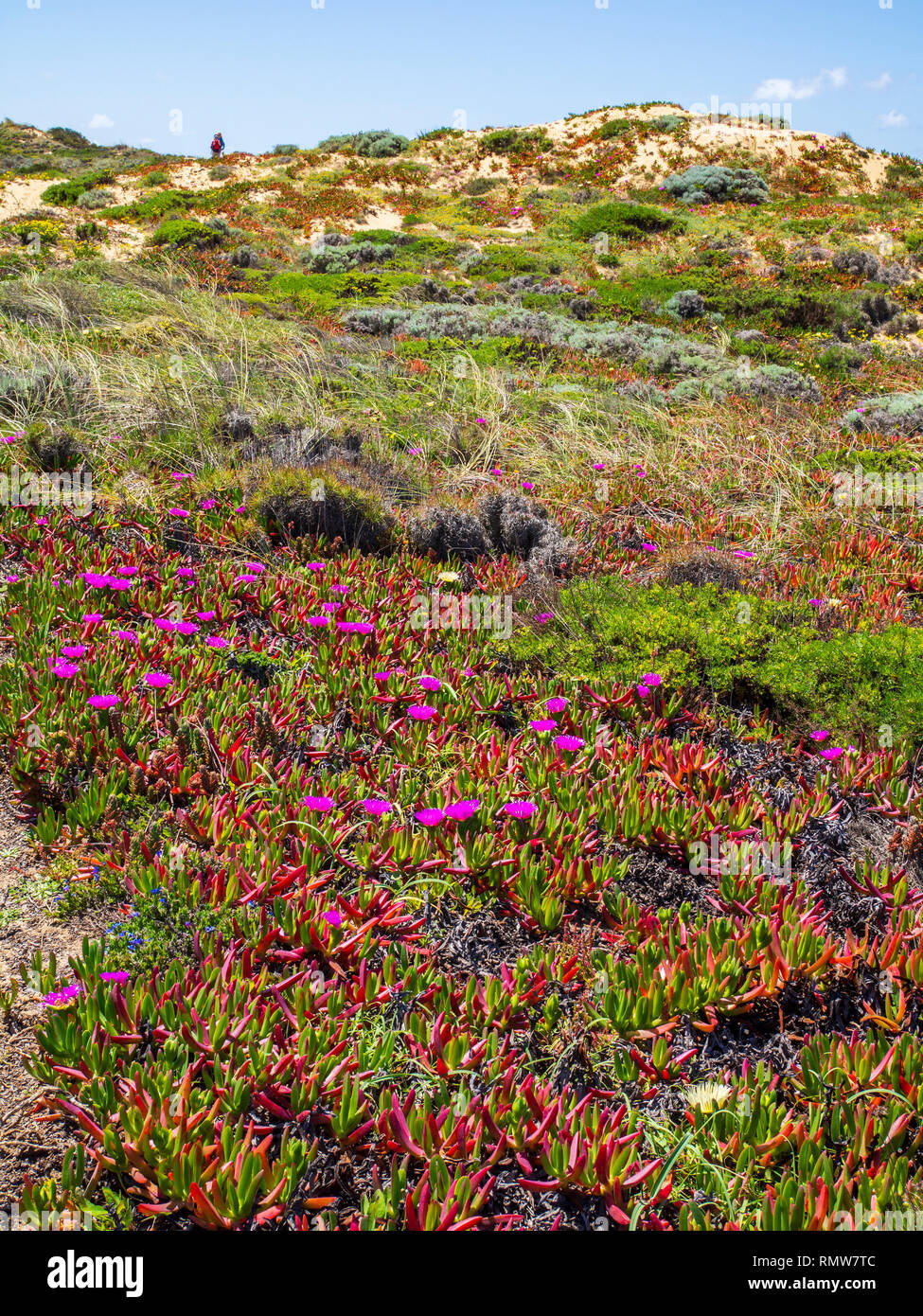 Eis Pflanzen, ein Giftiges Unkraut, zwischen Porto Covo und Vila Nova de Milfontes im Süden Portugals. Das Gebiet ist Teil des Alentejo und Vicenti Stockfoto