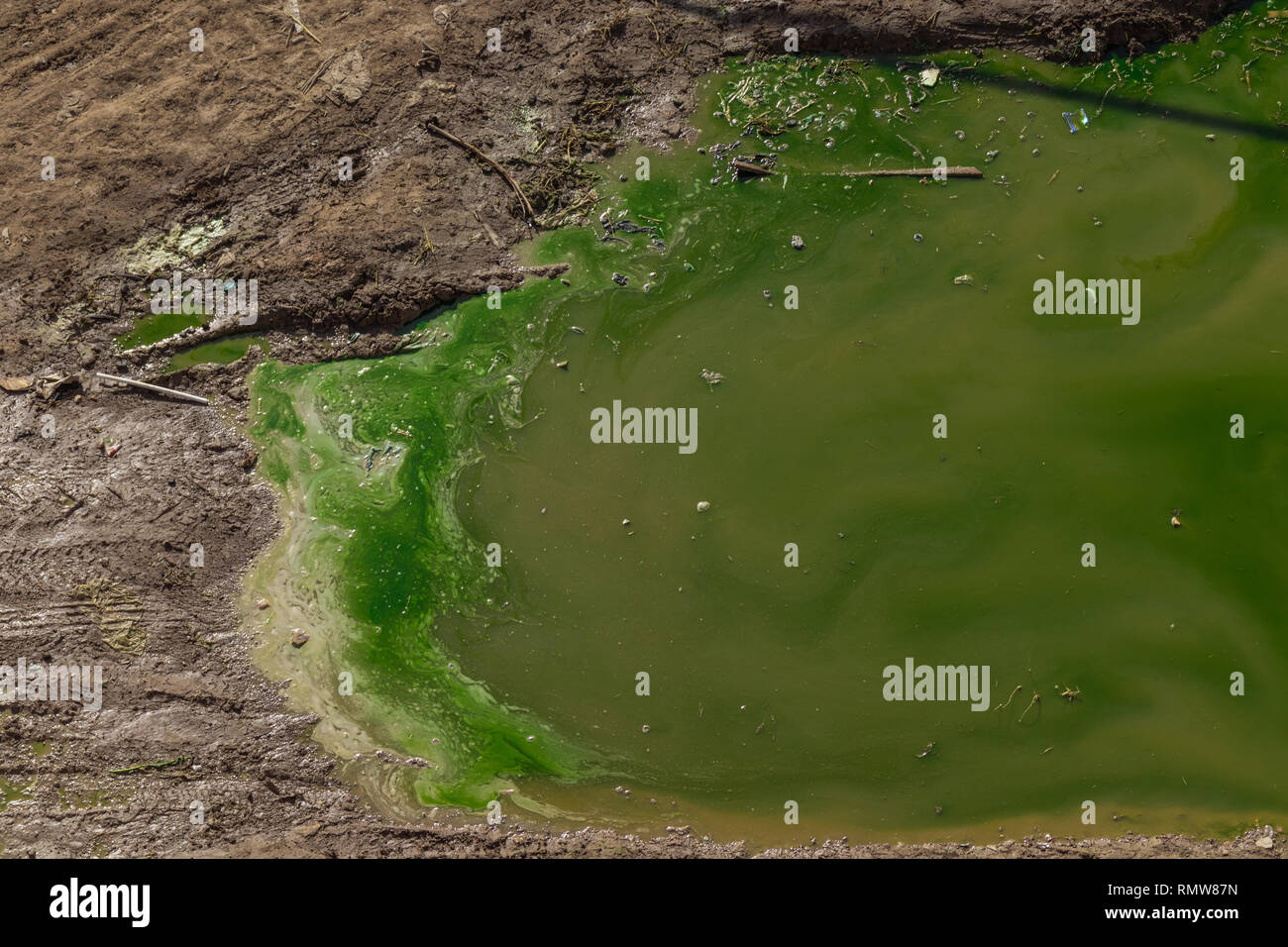 Verschmutztes Wasser. Chemische Katastrophe. grünlich schmutziges Wasser auf eine schlammige Erde. ökologische Katastrophe. Stockfoto