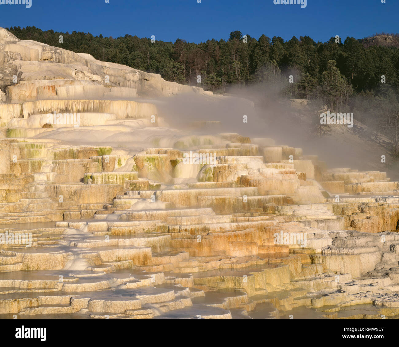 USA, Wyoming, Yellowstone National Park, Sonnenaufgang auf Minerva Terrasse, ein Travertin Ausbildung in den Mammoth Hot Springs. Stockfoto